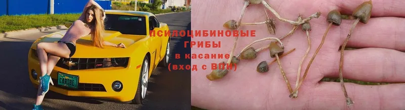 Галлюциногенные грибы Psilocybe  купить наркотик  блэк спрут сайт  Аксай 